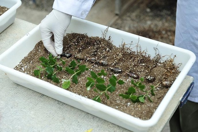 La DPH participa en el proyecto europeo 'H2020 INTACT' en torno al uso sostenible de la trufa.