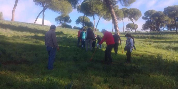 Plantación en el entorno de la ermita de San Roque