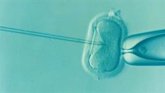Foto: Una técnica de análisis cromosómico de los embriones 'in vitro' permite los primeros embarazos evolutivos en Europa