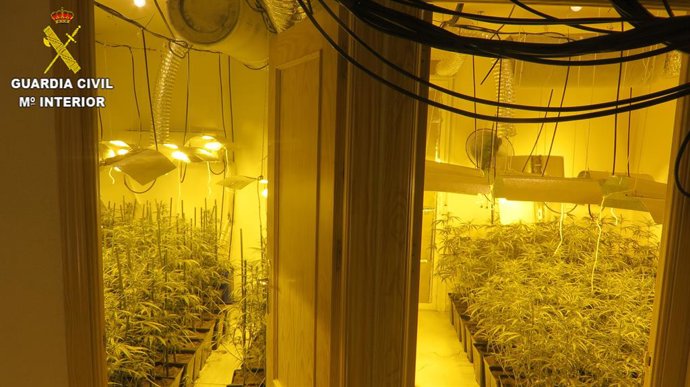 Cultivo de marihuana