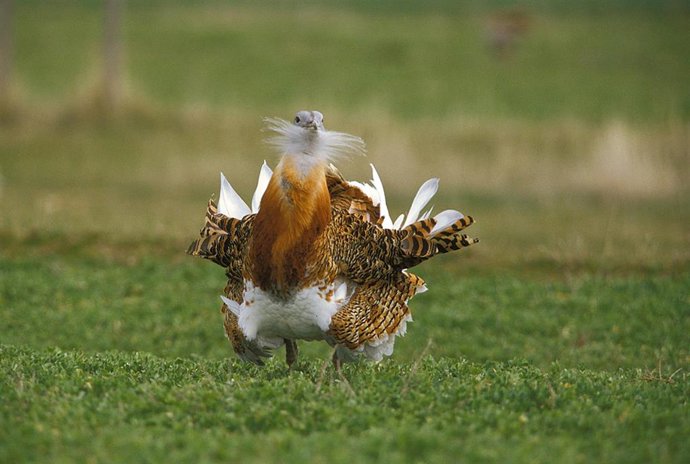 Ave en peligro de extinción