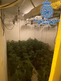 Plantación de marihuana oculta en los bajos de un chiringuito de playa en Granada