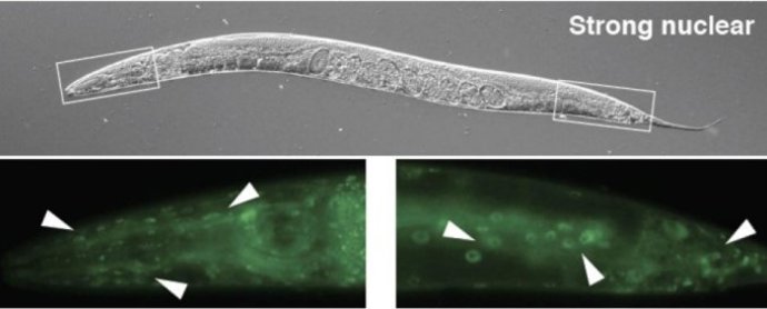 Translocación nuclear de HLH-30 en C. Elegans
