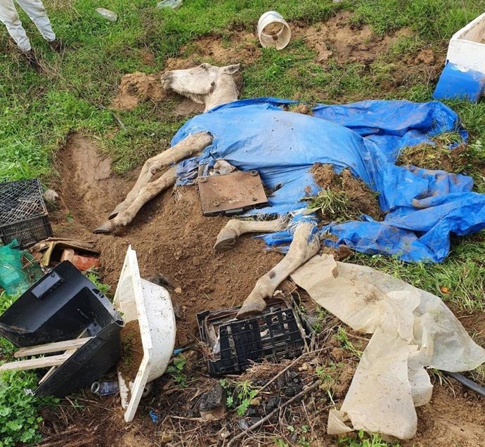 Caballo hallado semienterrado en Cartaya (Huelva) que debido a su estado tuvo que ser sacrificado.