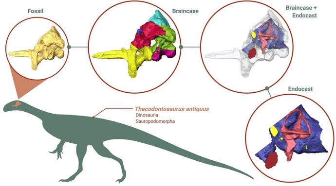 Reconstrucción 3D del cerebro de Thecodontosaurus antiquus.
