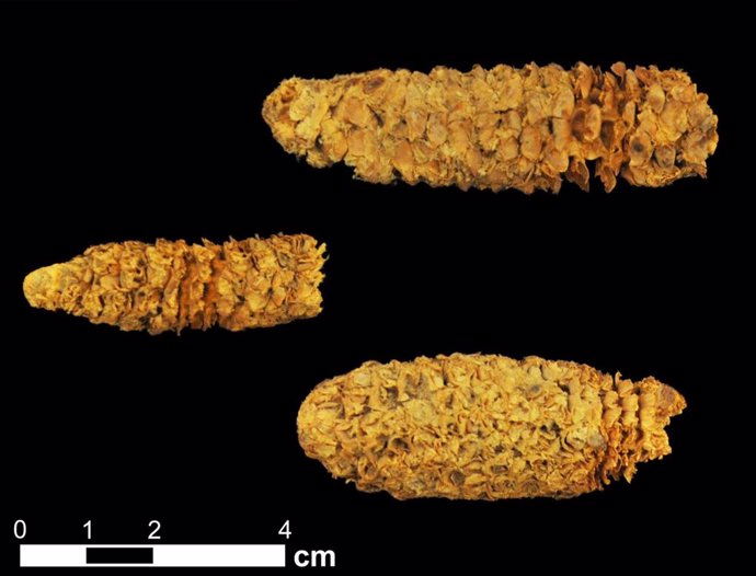 Mazorcas de maiz de 2.000 años recuperadas en Honduras