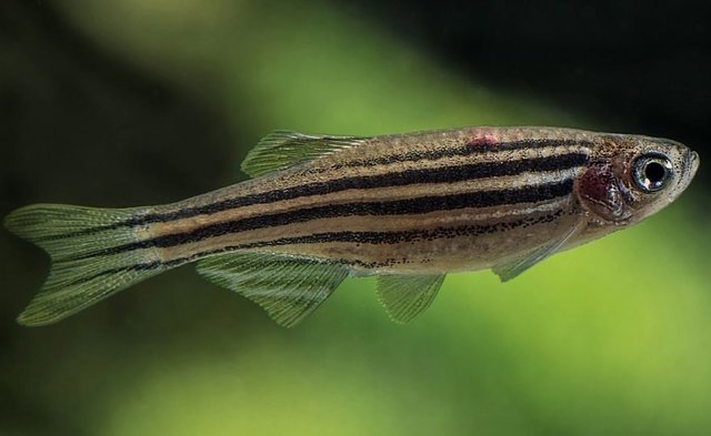 Si el calentamiento continúa, muchas especies pueden tener problemas para mantenerse al día. El pez cebra (Danio rerio) es uno de ellos.