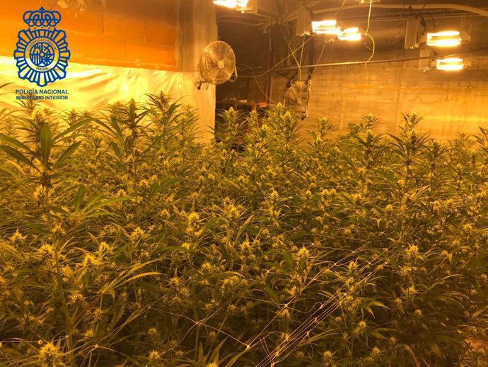 Nota De Prensa: "La Policía Nacional Aprehende 458 Plantas De Marihuana En Lloret De Mar"