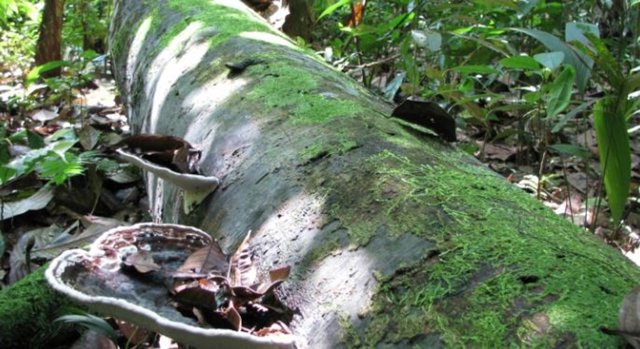 Tronco de árbol tropical