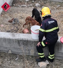 Rescate de perros en Cocentaina