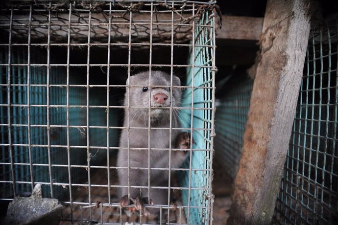 WWF reclama el cierre de las granjas de visones en Europa.