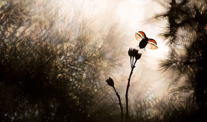 Zona boscosa de la provincia de Cádiz