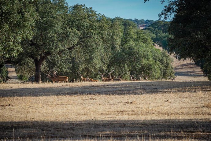 Una manada de ciervos