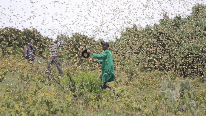 Plaga de langostas en Kenia