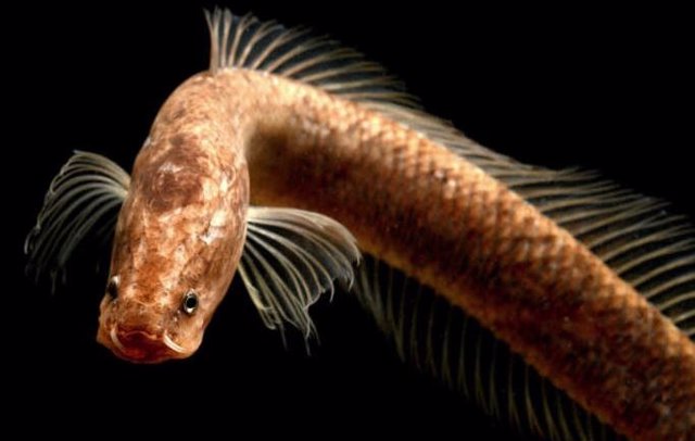 Descubierto en Kerala en 2019, el pez cabeza de serpiente Aenigmachanna gollum se ha incluido en la nueva familia Aenigmachannidae