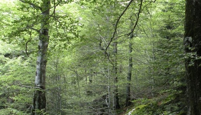 El CO2 actúa como fertilizante para las plantas