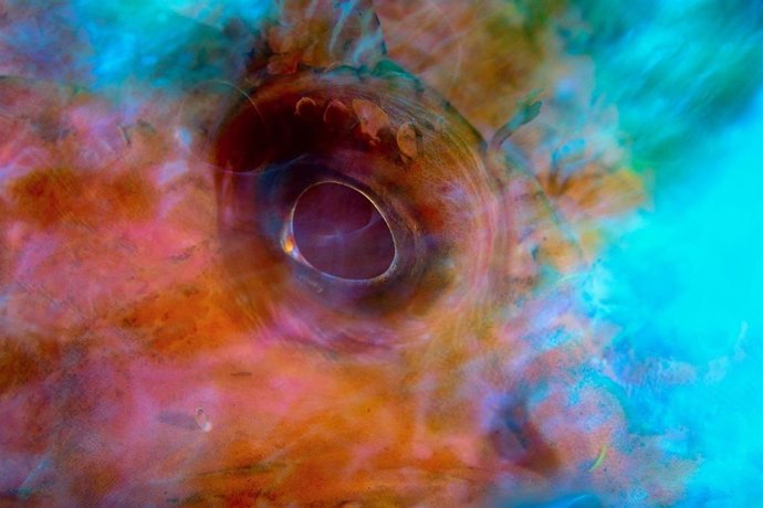 'Rojo', Fotografía De Marcos Darío Petraroia Ganadora En El Certamen Audiovisual MARE Sobre Las Mejores Imágenes Del Mar Balear.