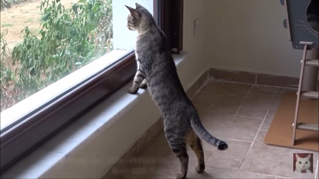 Filman la primera vez que estos gatos criados al aire libre entran en una casa y el vídeo se hace viral