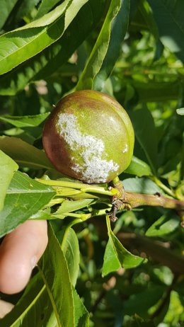 Un melocotón afectado por el hongo