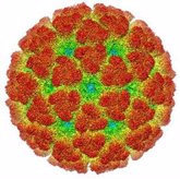 Foto: Revelan la estructura atómica de una proteína del virus chikungunya clave para su replicación en las células