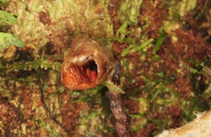 La orquídea más fea del mundo