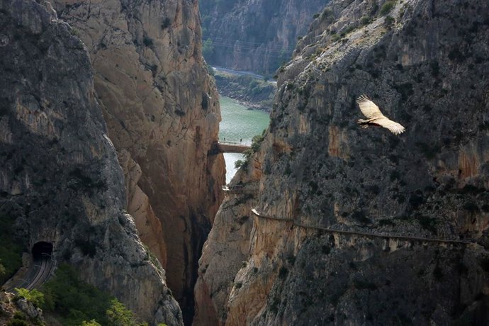 Un ave vuela por el entorno del Caminito del Rey de Málaga