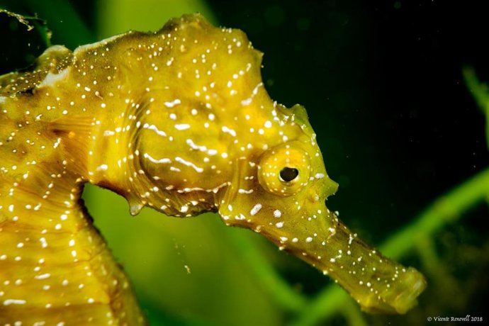 Caballitos de mar en el litoral valenciano