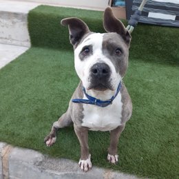 Freya, una de las perras del refugio de Paterna