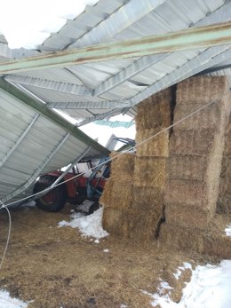 Daños en la ganadería por el temporal Gloria