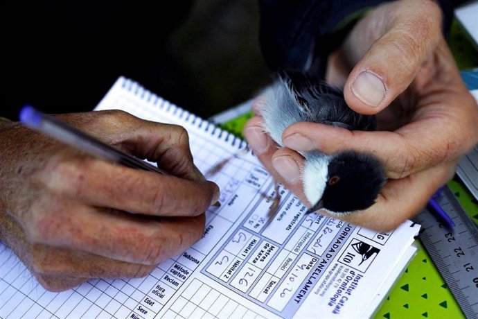 Catalunya tendrá una oficina de anillamiento científico de aves con anillas propias