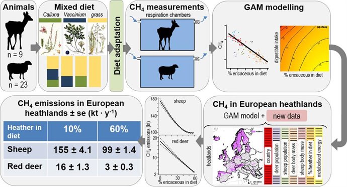 Demuestra que las plantas ericáceas reducen las emisiones de metano producidas por ovejas y ciervos