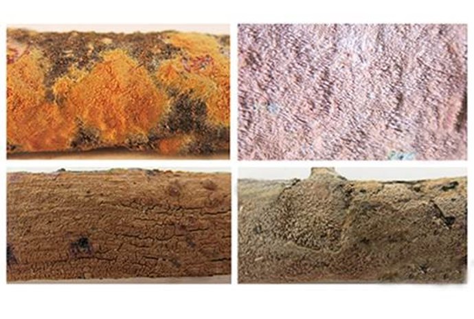 Basidiomas de los especímenes conservados en las colecciones estudiadas. De arriba a abajo y de izquierda  a derecha: Xylodon magallanesii, Xylodon australis y Xylodon lenis, Fotografías:  M. Teresa Telleria y Margarita Dueñas.