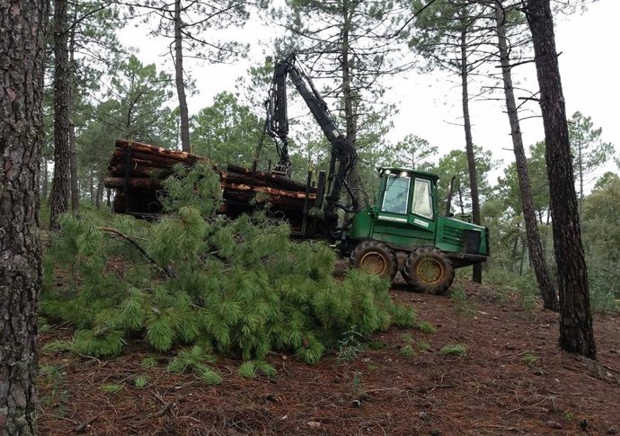 Trabajos de aprovechamiento forestal en Sierra Morena.