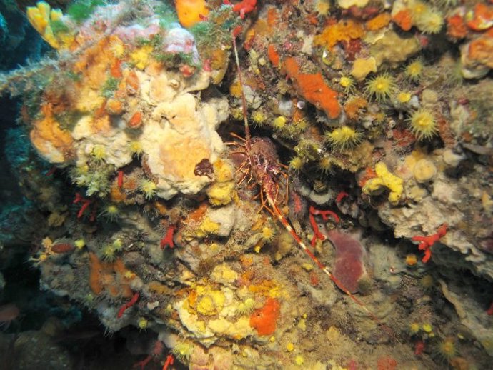 Fondo marino del litoral catalán