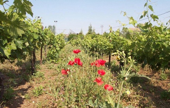 Np Crespo Anuncia La Renovación A Comienzos De 2021 De Ayudas Ambientales Por 147,5 M (Consejería De Agricultura, Ganadería, Pesca Y Desarrollo Sostenible)