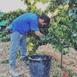 Recogidsa de uvas en las fincas de la Bodega Contreras Ruiz de Rociana del Condado (Huelva).