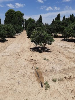Nota / Agricultura Fomenta El Riego Subterráneo En C Ítricos Para El Cumplimiento De La Ley De Recuperaci Ón Y Protección Del Mar Menor