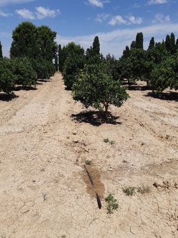 Nota / Agricultura Fomenta El Riego Subterráneo En C Ítricos Para El Cumplimiento De La Ley De Recuperaci Ón Y Protección Del Mar Menor