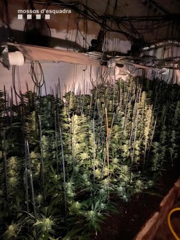 Los Mossos d'Esquadra detuvieron este lunes a un hombre de 52 años en Riumors (Girona).