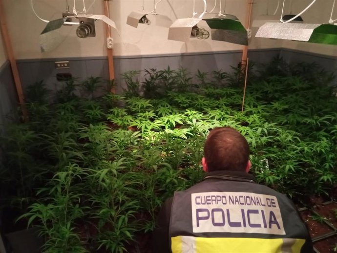 Marihuana intervenida