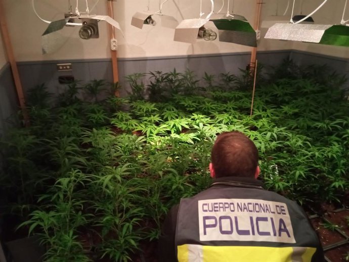 Marihuana intervenida