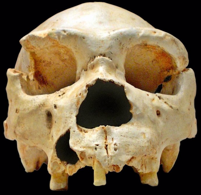 Cráneo de homínido recuperado en la Sima de los Huesos