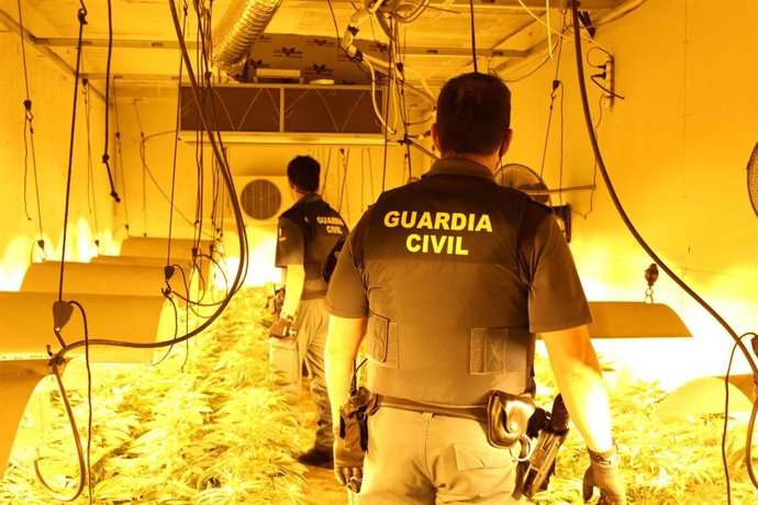 Operación contra la marihuana