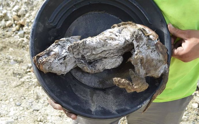 Momia de cría de lobo encontrada en el Yukón