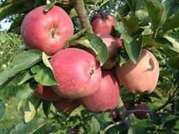 La Generalitat abona las ayudas para la ganadería y la agricultura ecológica.