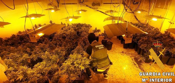 Marihuana en Roquetas de Mar (Almería)