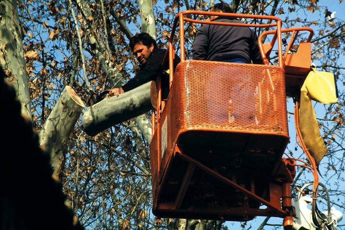 Np Licitación Por 6M Tratamientos Selvícolas (Desglose Por Provincias) (Consejería De Agricultura, Ganadería, Pesca Y Desarrollo Sostenible)