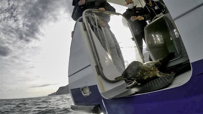 Momento de la puesta en libertad de la foca gris