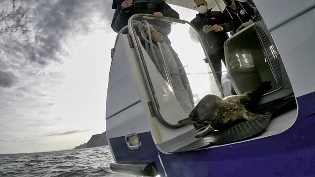 Askatu duten itsas txakur gris gaztea.
