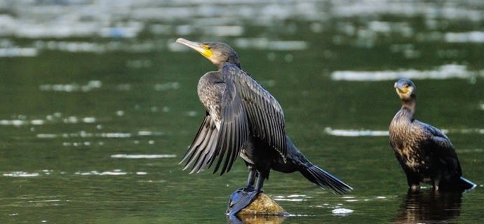 La organización SEO BirdLife solicita al TSJA la suspensión inmediata de la caza de cormoranes